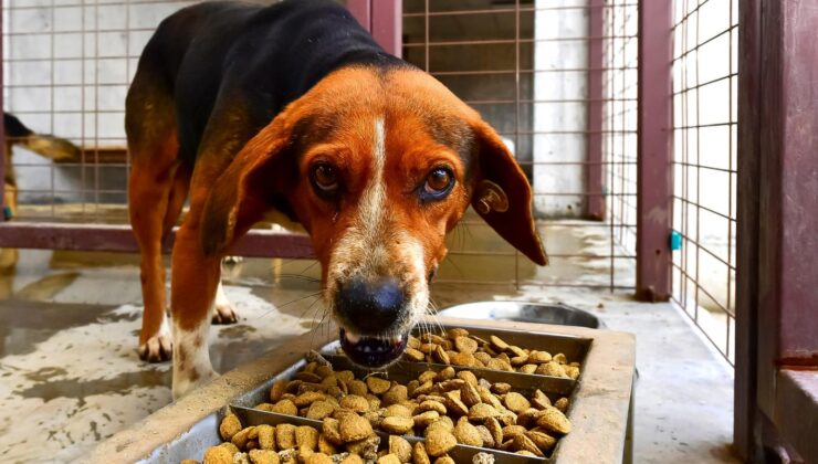 İzmir’den Örnek Proje: Gıda Atıkları Mamaya Dönüşüyor, Sokak Hayvanları Doyuyor!