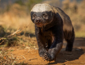 Aslan, Tilki Yok! Ryan Reynolds’ın Mizahi Anlatımıyla ‘Ötekiler’ Disney+’a Geliyor!