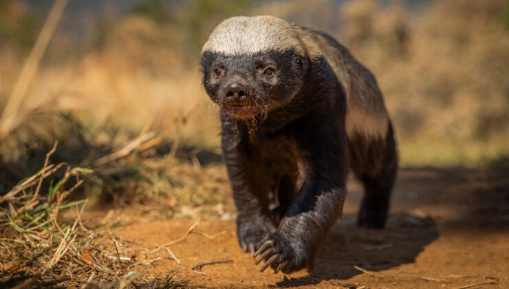 Aslan, Tilki Yok! Ryan Reynolds’ın Mizahi Anlatımıyla ‘Ötekiler’ Disney+’a Geliyor!