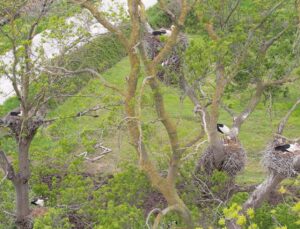 Yapay Zeka Kuşların İzinde! Türkiye’nin Göç Haritası Çıkarılıyor.