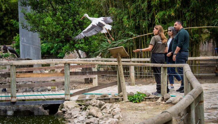 Doğal Yaşam’da Hayat Coşkusu: Zebra, Ceylan, Lemur ve Leylek Aileye Katıldı!