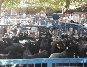 Muğla’da Mezbaha ve Denetim Hazırlıkları Tamamlandı