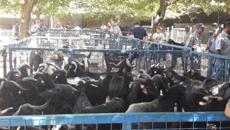 Muğla’da Mezbaha ve Denetim Hazırlıkları Tamamlandı