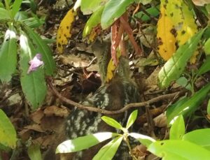 Bartın’da Yavru Karaca Annesine Kavuştu!