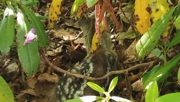 Bartın’da Yavru Karaca Annesine Kavuştu!