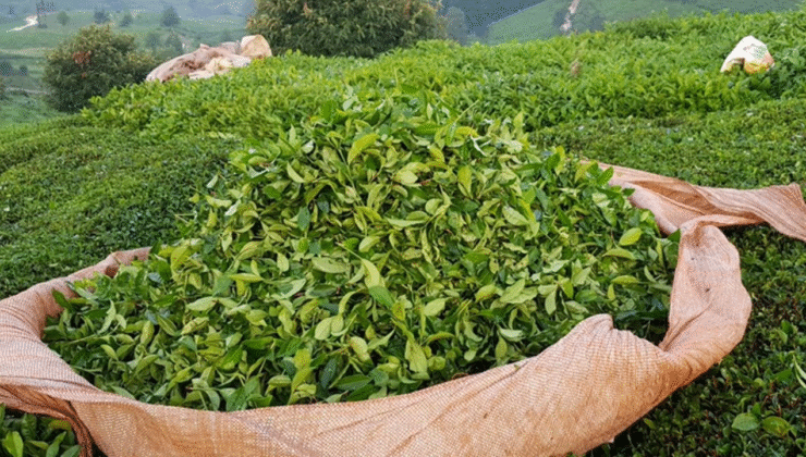 Rize Ayakta! CHP’den Çay Fiyatına Sert Tepki ve Acil Eylem Çağrısı!