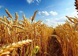 “Türkiye Buğdayda İthalatçı Konumda!” Gürer’den Kritik Uyarı!