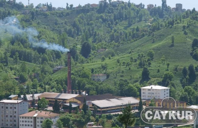 “Yaş çay alım fiyatına ek destek verilmelidir”
