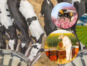 5.1 MİLYAR TL. DESTEKLEME ÖDEMESİ 16 MAYIS 2025 BUGÜN HESAPLARA AKTARILIYOR