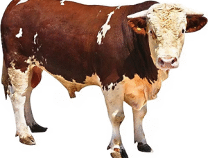 YUMAKLI, “BU SENE KURBANLIKLA İLGİLİ HİÇBİR SORUNUMUZ YOK”