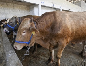 Kurban Bayramı Alarmı! 9 Kritik Uyarıyı Sakın Atlamayın!