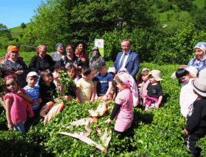 Makaslar Geleceğe Devredildi: ÇAYKUR’dan Nesiller Arası Çay Hasadı