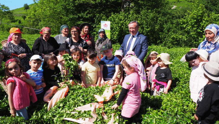 Makaslar Geleceğe Devredildi: ÇAYKUR’dan Nesiller Arası Çay Hasadı