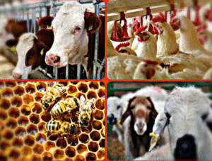 Gürer: “İthalatı bitireceğiz’ dediler, ülke hayvancılığını tüketiyorlar”