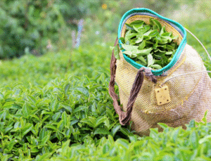 YAŞ ÇAY ALIM FİYATI KİLOGRAM BAŞINA 25,44 LİRA OLARAK BELİRLENDİ