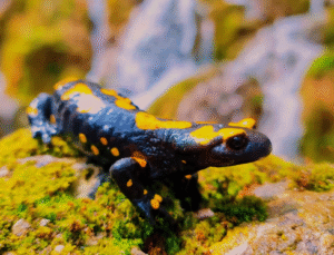 Geben Vadisi Milli Park İlan Edildi