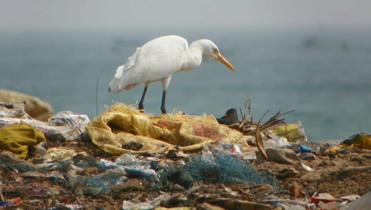 Şevkin: “ÇED Raporları Formaliteye Dönüştü, Ekosistem Yok Ediliyor