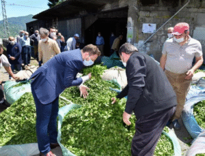 Çay Üreticisine Müjde: %34 Zammın Ardından ÇAYKUR Randevulu Sisteme Geçti!