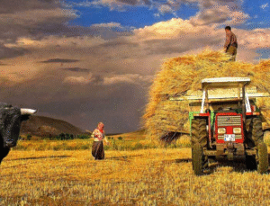 Tarım ve Balıkçılığa Can Suyu: 251 Milyon TL Destekleme Ödemesi Başladı!