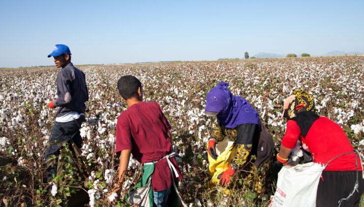Tarımda Çalışan Çocuklar Ciddi Sağlık Tehditleriyle Karşı Karşıya