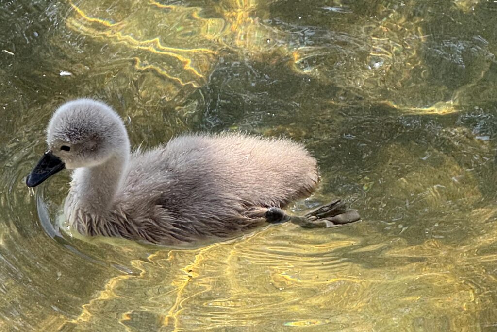 Ankara Kuğulu Park, 15 yıl sonra doğan beyaz kuğu yavrusu "Parla" ile şenlendi. Çankaya Belediyesi’nin sosyal medya oylamasıyla seçilen isim, Ankaralıların yeni gözdesi oldu.