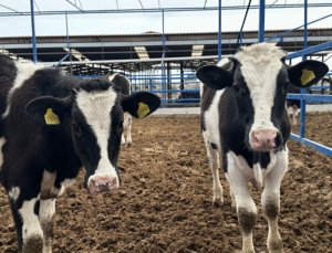 İstanbul Vakfı’ndan Kurban Dayanışması: Bağışlar Sürüyor