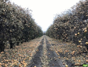 Çiftçinin İsyanı: Zirai Donun Üzerinden 100 Gün Geçti, Ödemeler Hala Yok!