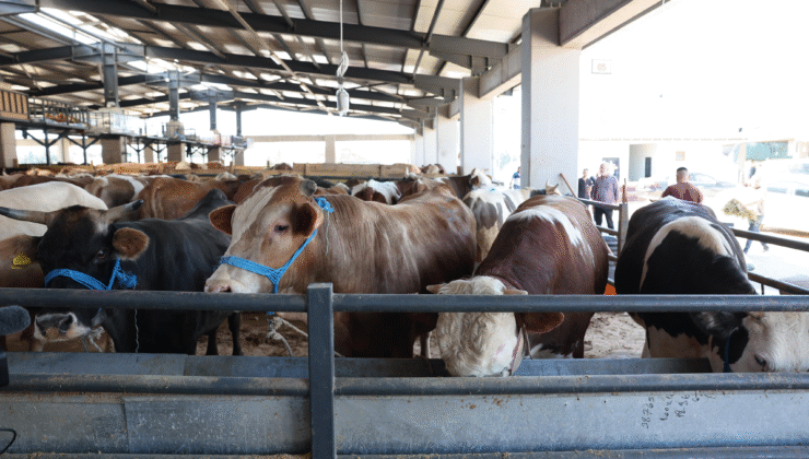 Başkan Bozbey: Kurban Atıklarının Doğaya Atılmasını Asla Kabul Etmiyoruz!