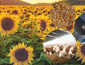 Çiftçilere Destek: Hesaplara 8.1 Milyar TL Tarımsal Ödeme Aktarılıyor!