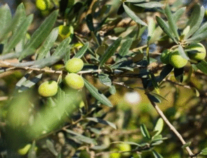 Mersin’deki Zeytinlikler Tehlikede: Yasa Teklifine Sert Tepki