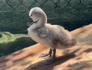 Kuğulu Park 15 Yıl Sonra Beyaz Kuğu Yavrusu Sevincini Yaşıyor