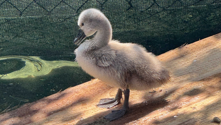 Kuğulu Park 15 Yıl Sonra Beyaz Kuğu Yavrusu Sevincini Yaşıyor