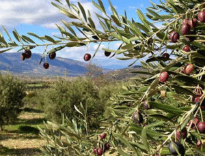 Zeytinlikler Tehlikede Gürer den Torba Yasaya Sert Tepki!