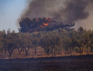 İzmir’de Bir Ayda Buca’nın İki Katı Ormanlık Alan Yandı