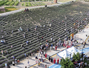 Lavanta Hasat Şenliği Başkentlilere Doğa ve Eğlenceyi Bir Arada Yaşattı