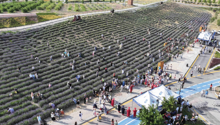 Lavanta Hasat Şenliği Başkentlilere Doğa ve Eğlenceyi Bir Arada Yaşattı