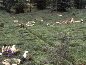 CHP Rize İl Başkanı Saltuk Deniz, “23 Yıldır Çay Kanununu Çıkarmayan AKP, Üreticiyi Mağdur Ediyor”