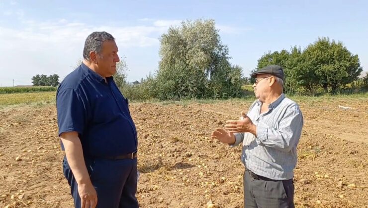 Gürer Patates Tarlada, Üretici Ortada Kaldı!