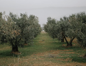 İdris Şahin: “Zeytine Dokunmayın, Bu Yasa Vicdansızlıktır”