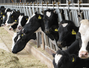 Kadın ve Genç Üreticiye Öncelik: Hayvancılıkta Yeni Teşvik Modeli