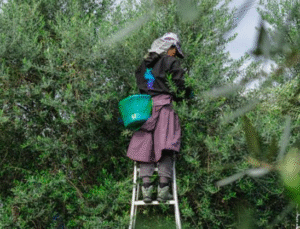 CHP li Gülcan Kış İklim Krizi Yasayla Değil İradeyle Çözülür