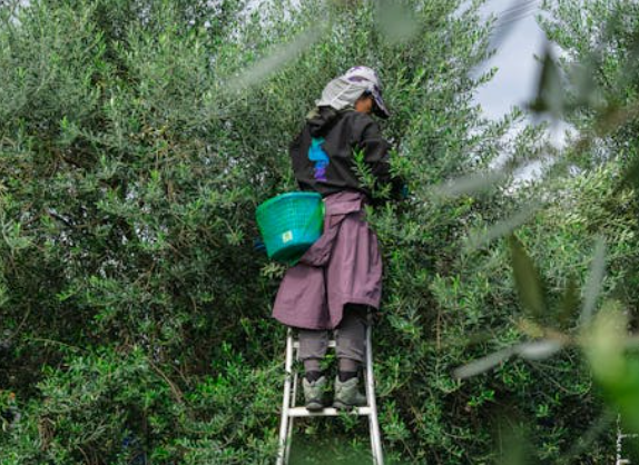 CHP li Gülcan Kış İklim Krizi Yasayla Değil İradeyle Çözülür