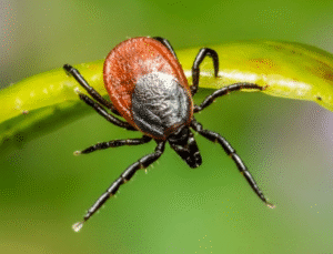 Tarla ve Piknik Alanlarında Gizlenen Tehlike: Kırım-Kongo Ateşi Kene