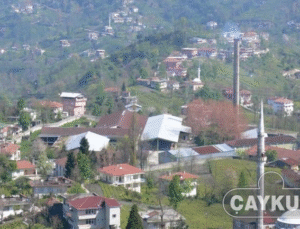 ÇAYKUR’dan Üreticilere “Acele Etmeyin” Çağrısı: Günlük Alım Limiti Aşılmasın