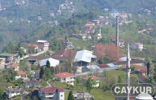 ÇAYKUR’dan Üreticilere “Acele Etmeyin” Çağrısı: Günlük Alım Limiti Aşılmasın