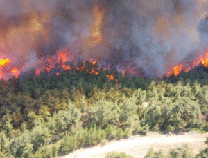Bakan Yumaklı Son Bir Haftada 624 Orman Yangını Çıktı 621i Kontrol Altına Alındı
