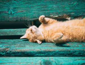 Hayvan Sağlığı İçin: Sıcaklık Stresine Karşı Siper, Gölgelik, Su ve Besin Takviyesi Yapılmalı