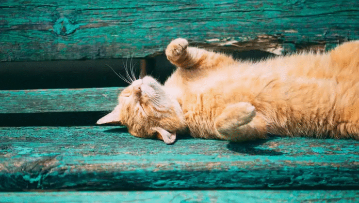 Hayvan Sağlığı İçin: Sıcaklık Stresine Karşı Siper, Gölgelik, Su ve Besin Takviyesi Yapılmalı