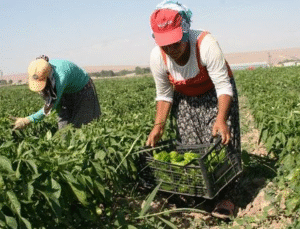 Şemsi Bayraktar Mercimek Fiyatı Arttı Karpuz Dibe Vurdu!