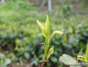 ÇAYKUR, İkinci Sürgün Yaş Çay Alımına Başladı